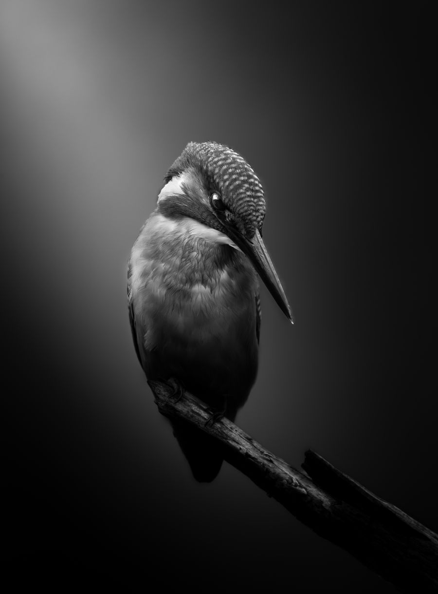 Solitude Mono