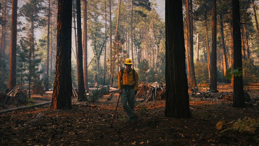 Forest firefighter 