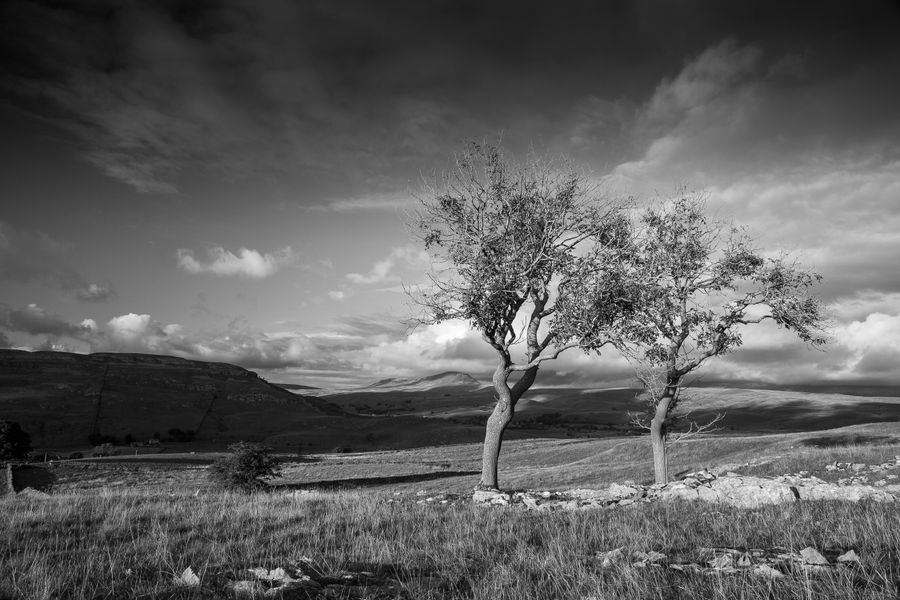 Yorkshire Dales trees