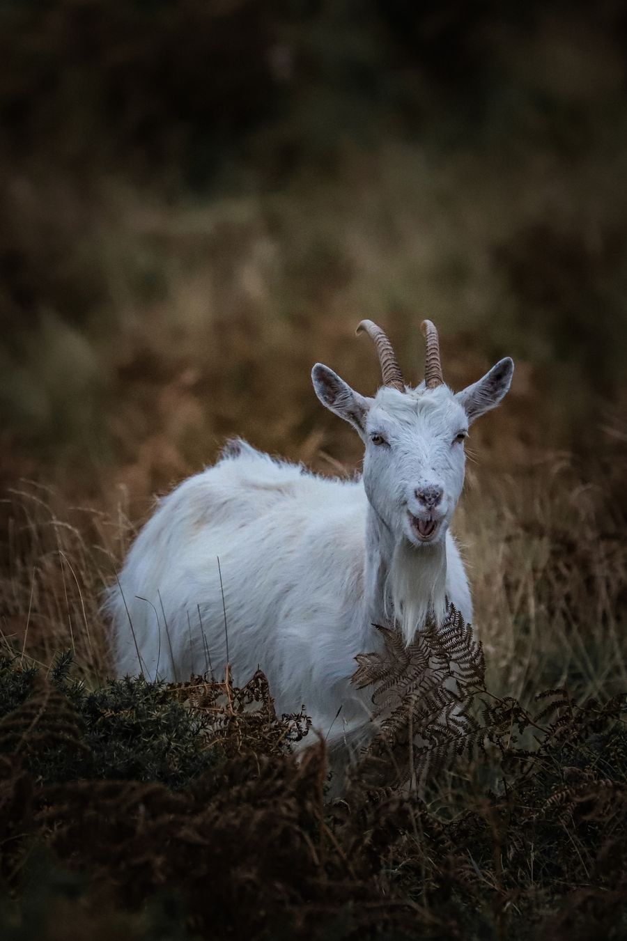 Heather & Horns