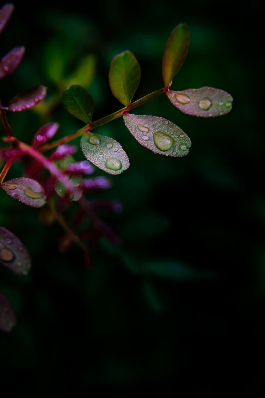 Spanish Rain
