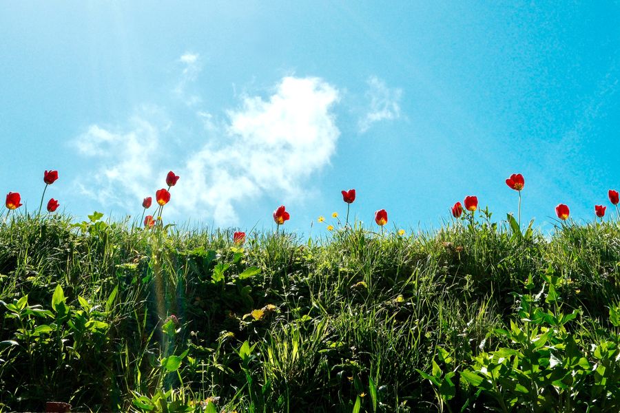 Tulip Sky