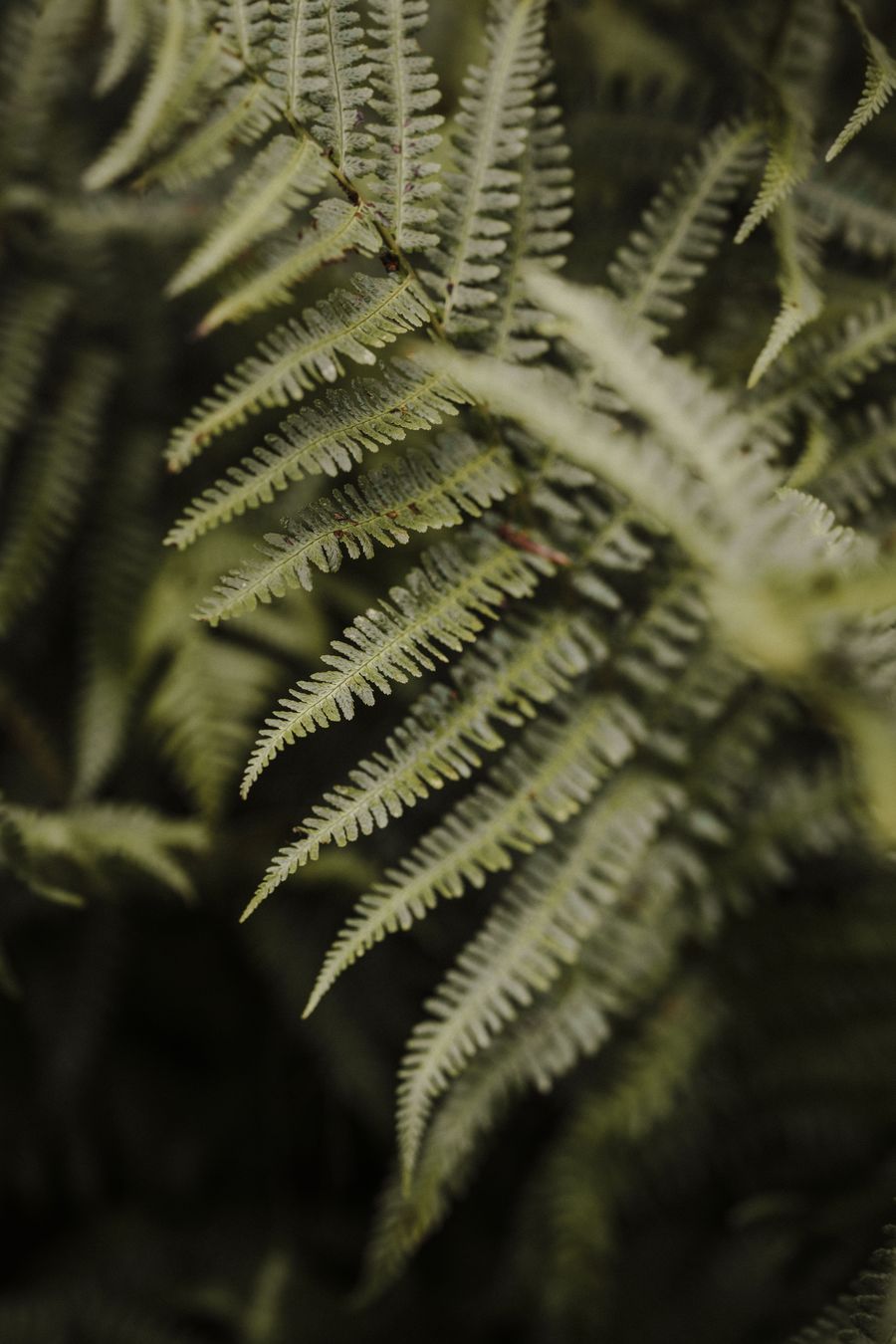 Fern
