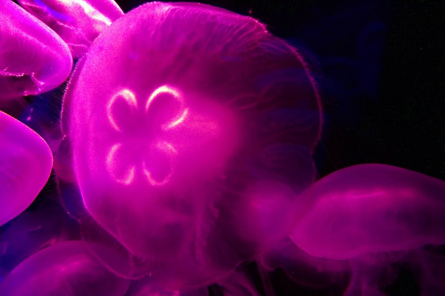 Heart of the Ocean