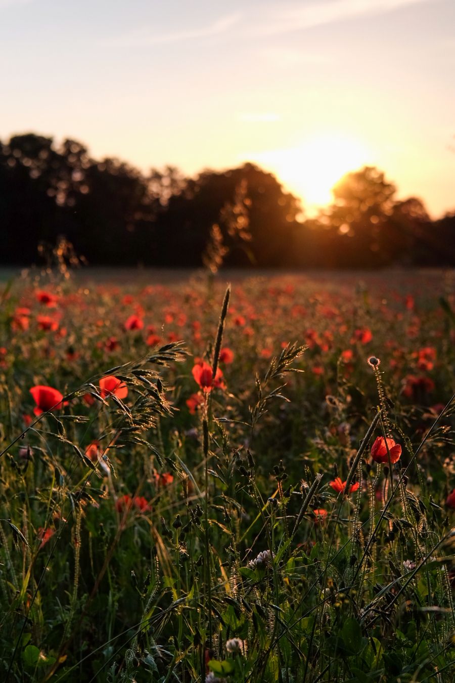 Poppy field at Golden Hour