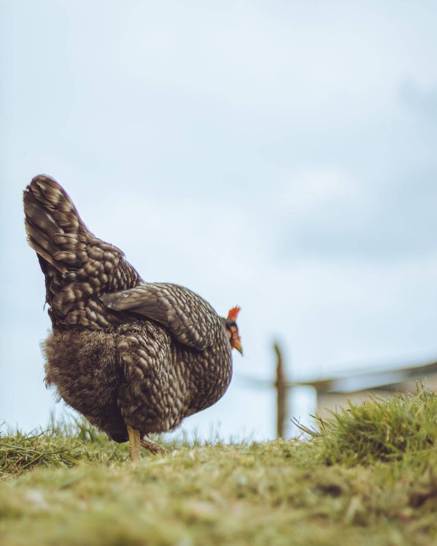 On the farm