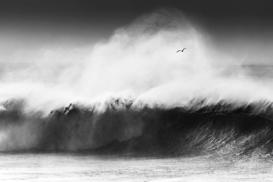 'Seagull flying over a big wave'