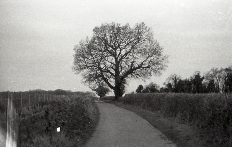 Tree in Black and White