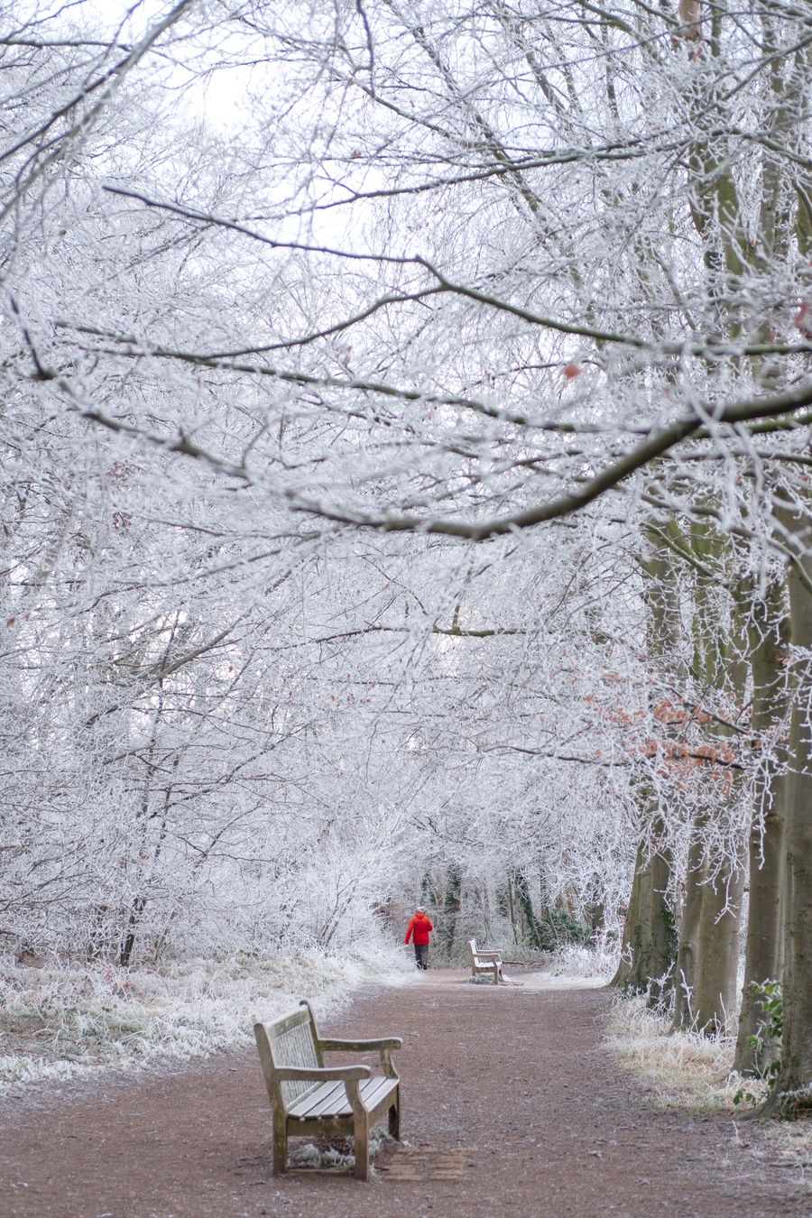 Winter wonderland