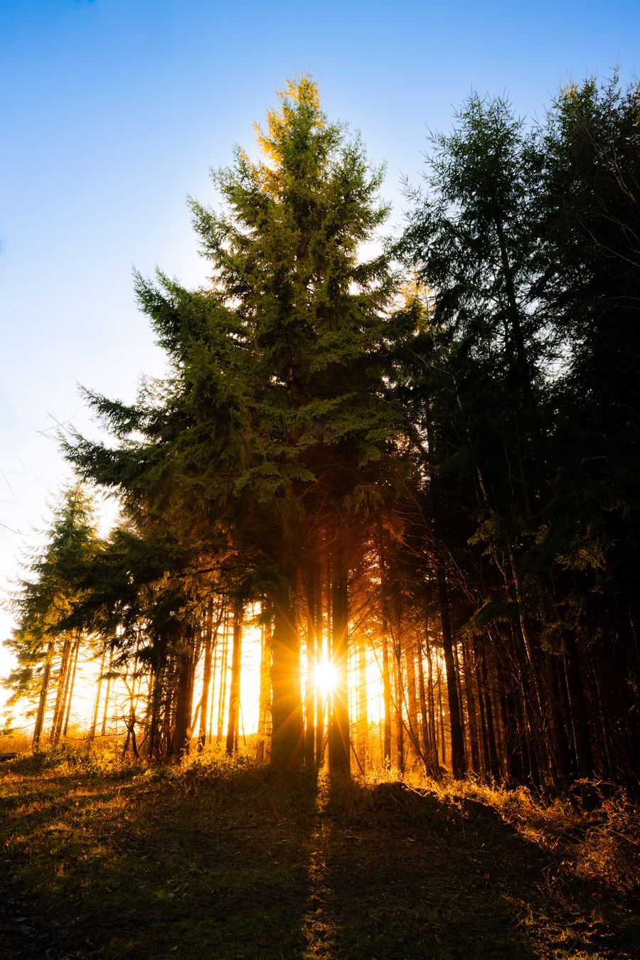 The Tree