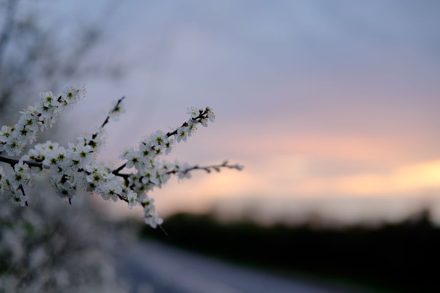 Spring Sunset