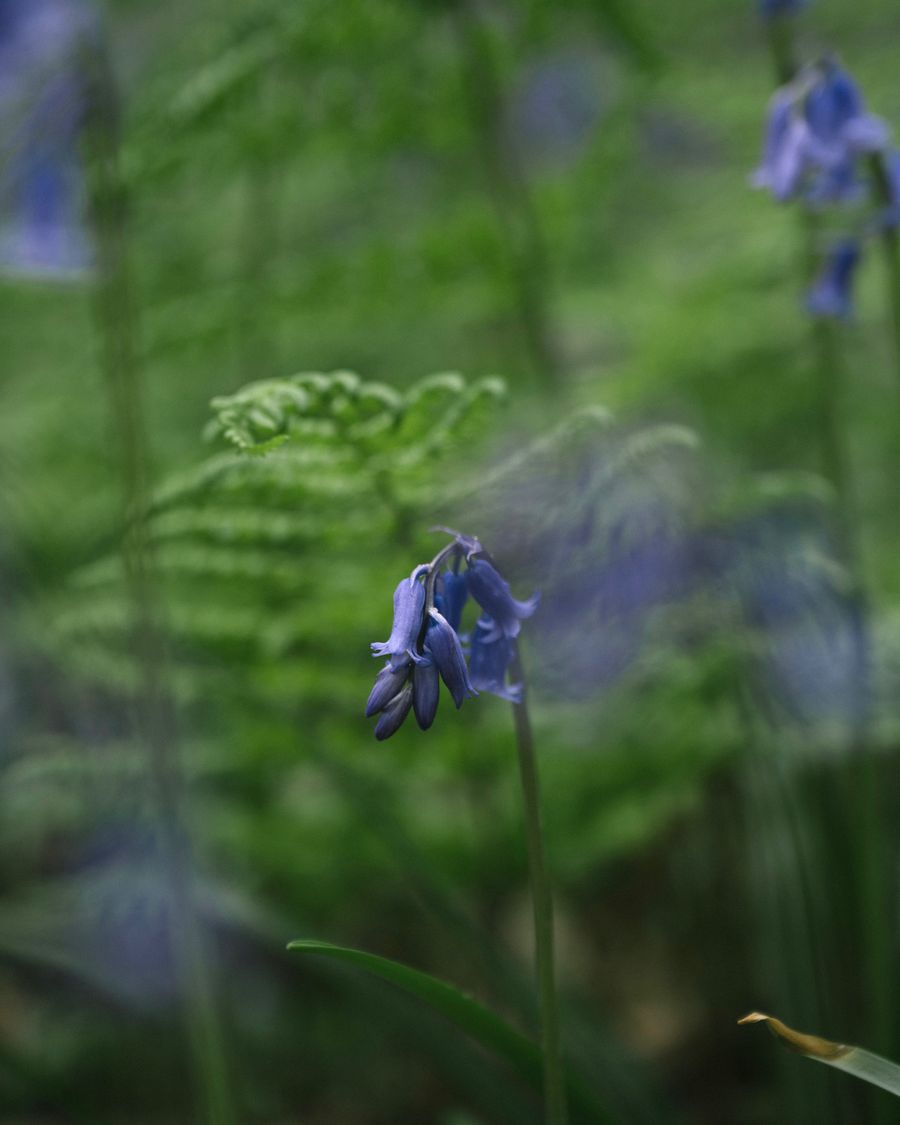 A Stillness in Bloom