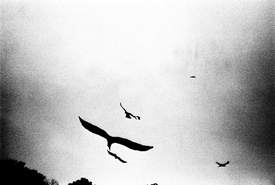 Flight
