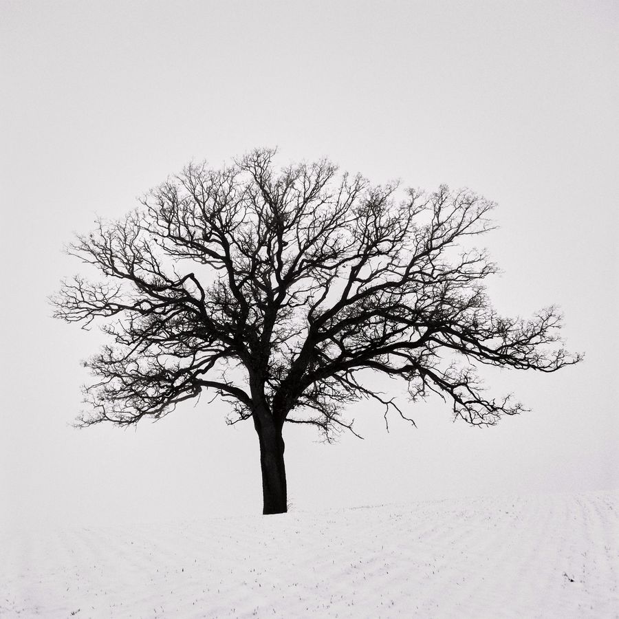 The oak in winter