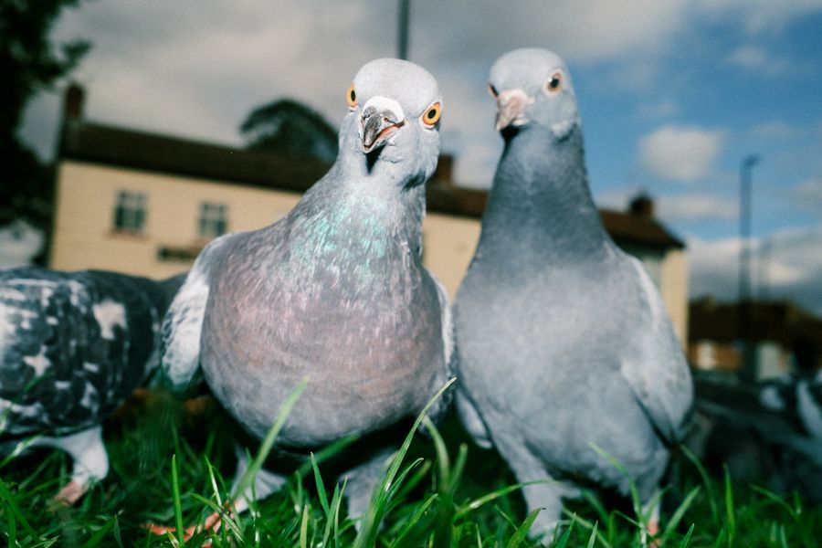 Birds #3