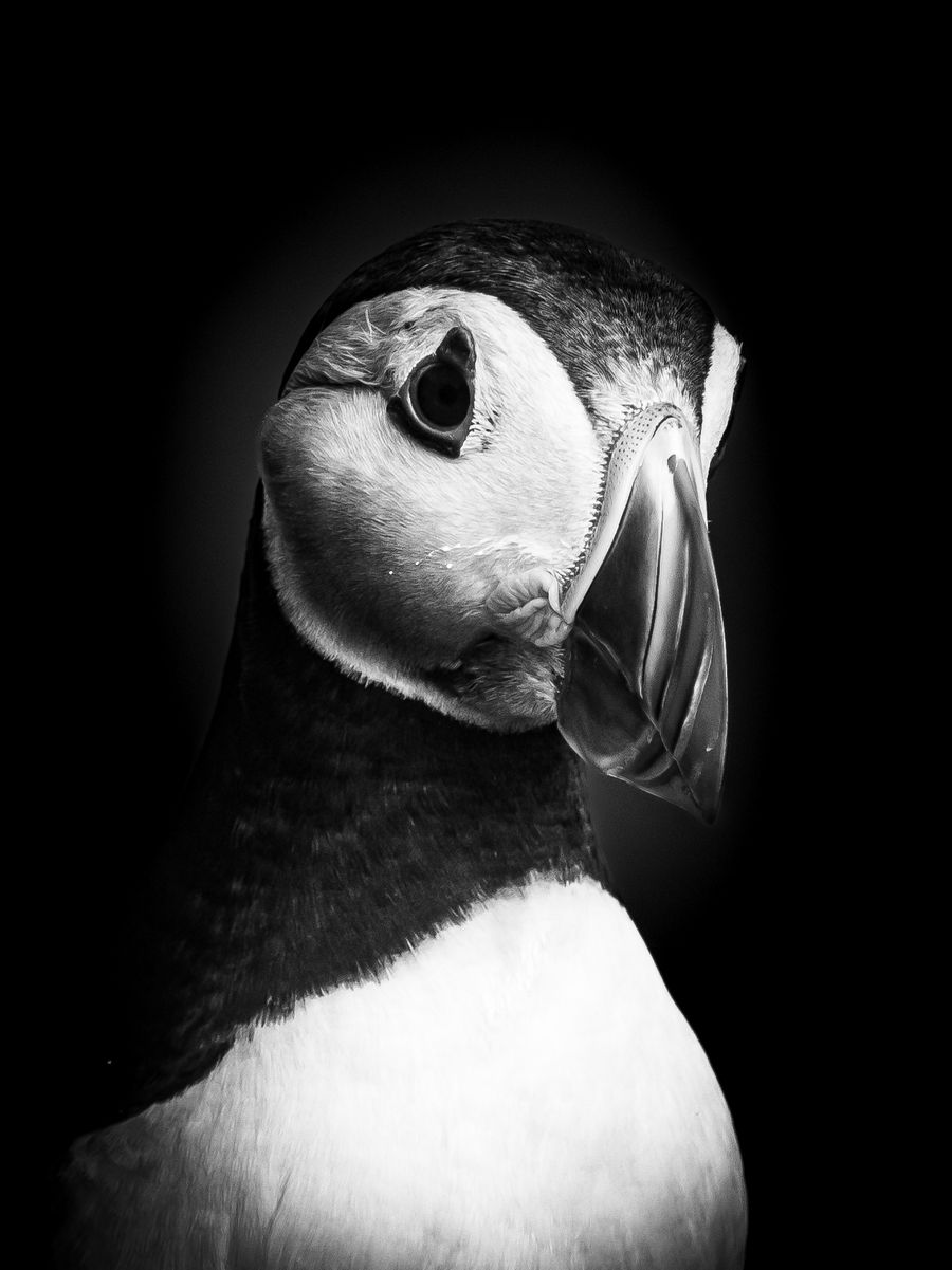 Puffin Noir