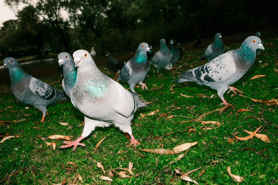Birds #2