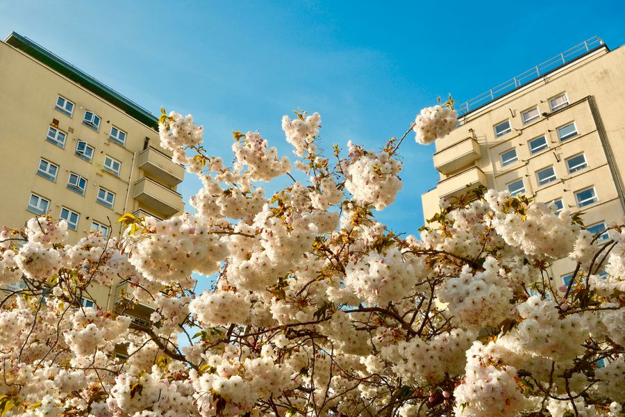Brighton Blossom
