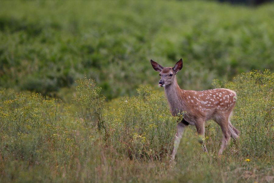 Summer meadow fawn