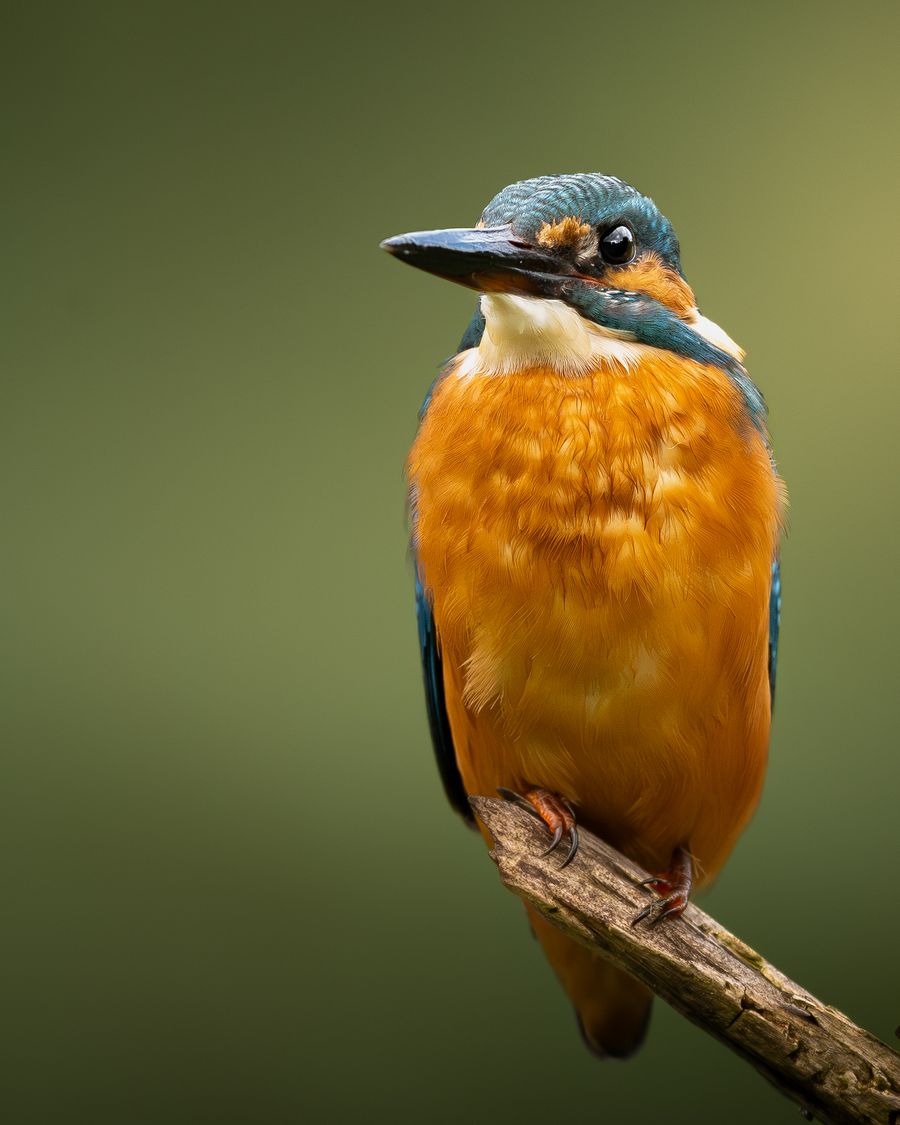 A Dash of Colour