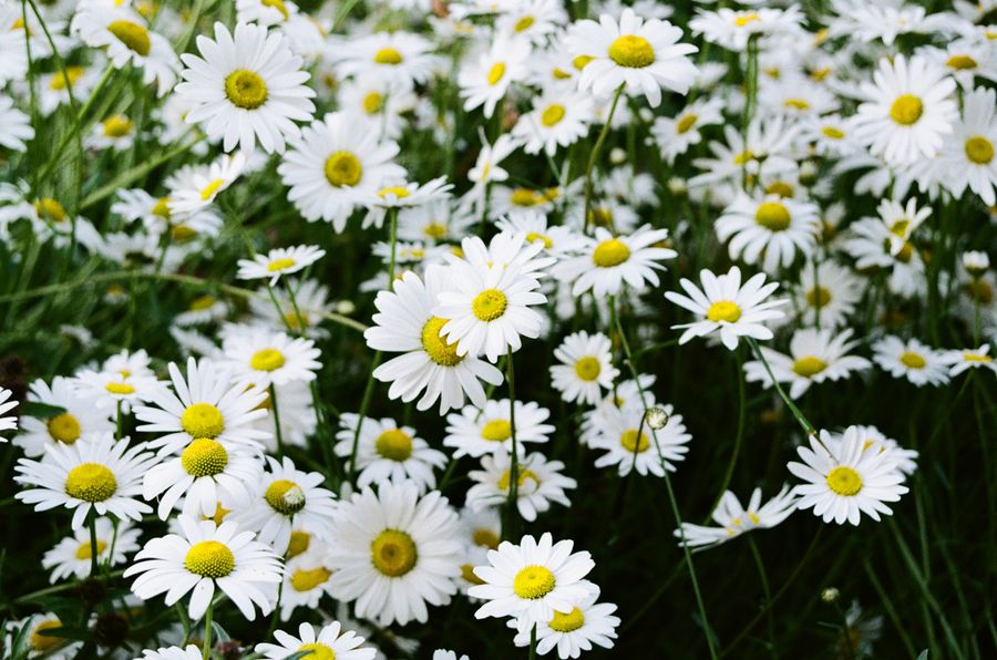 Bright Flora