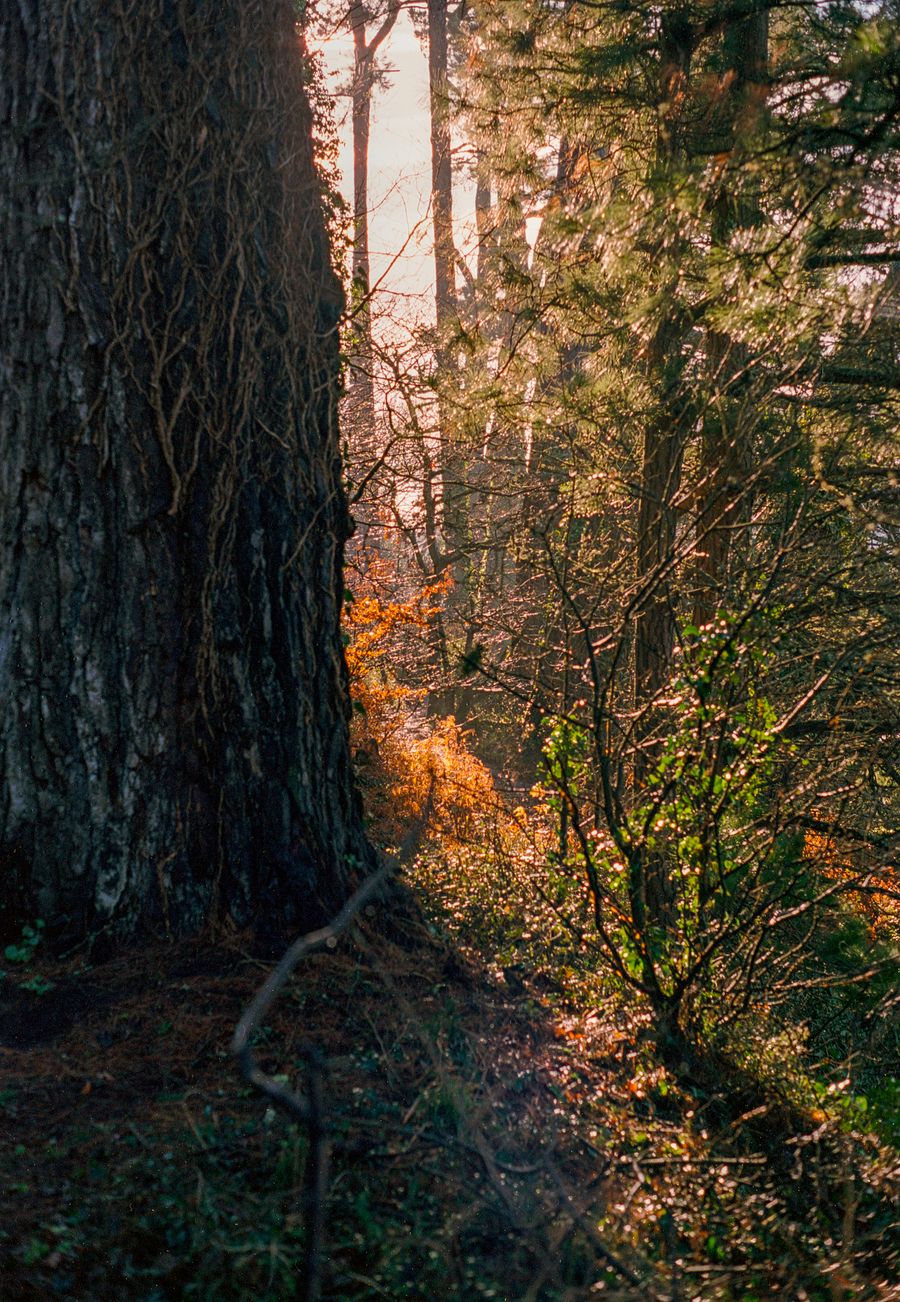 Trees