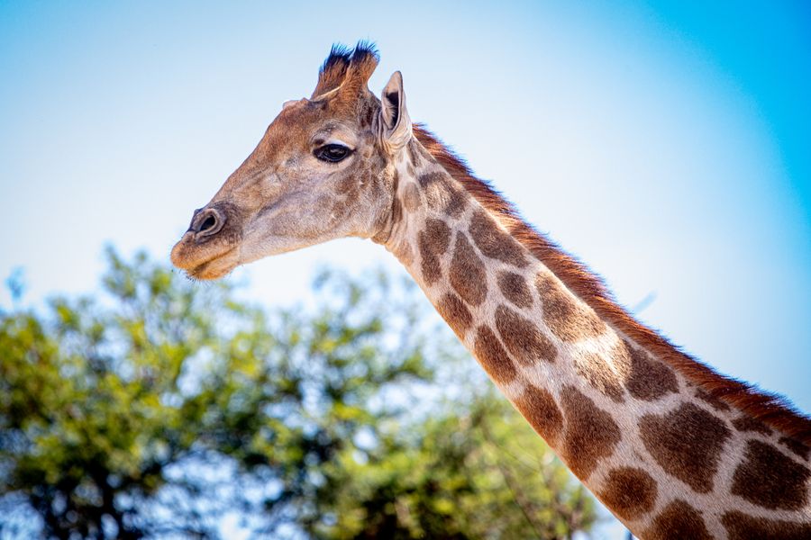 Giraffe