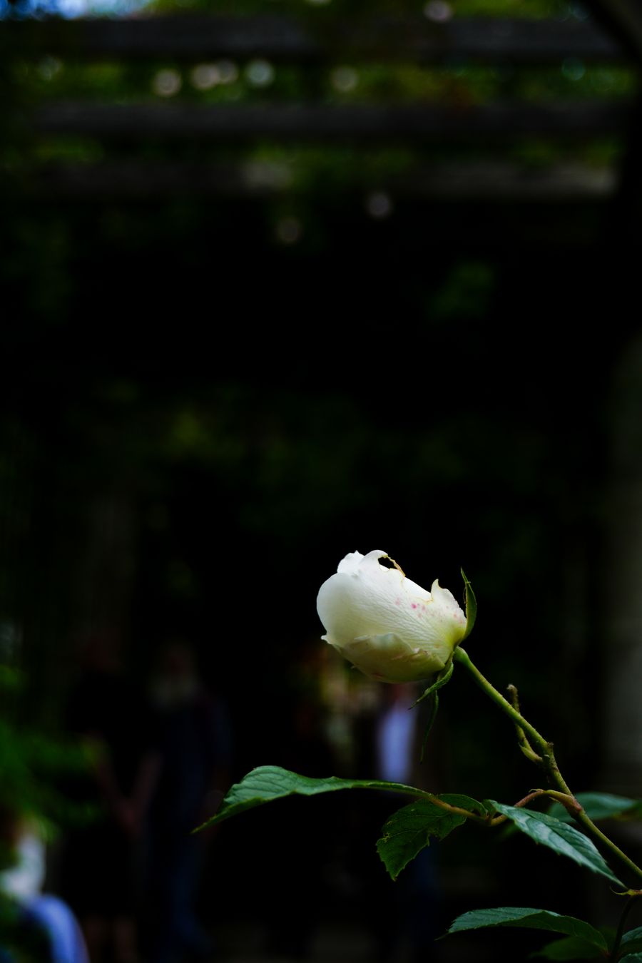 Budding