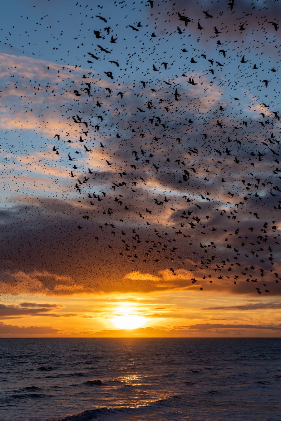Sky full of starlings!