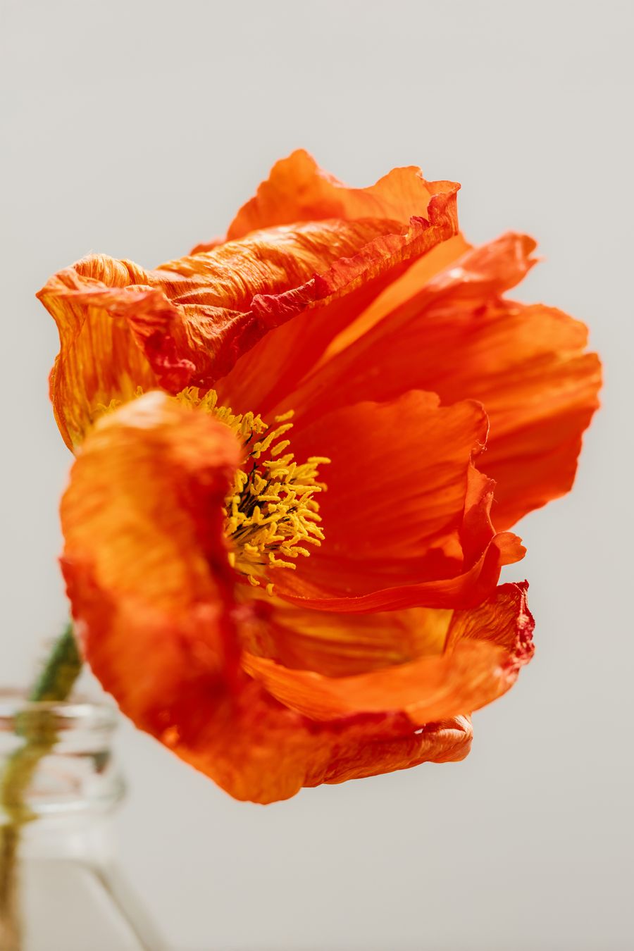 Orange Poppy