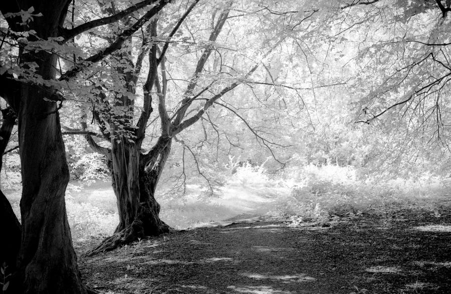 Infrared Escape