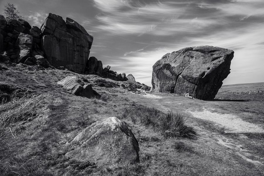 Cow and Calf