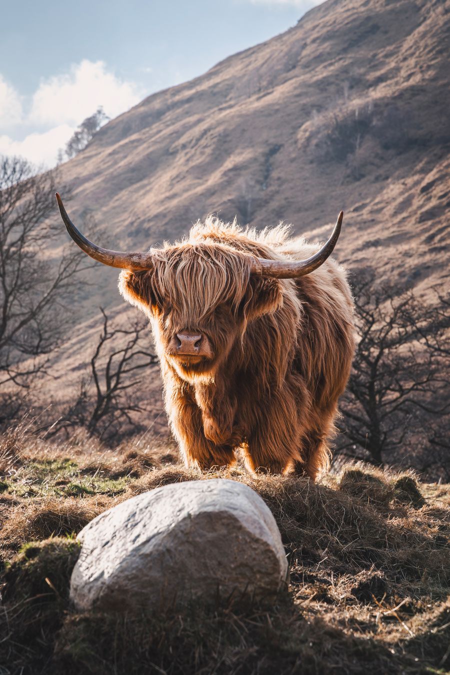 Highland cow