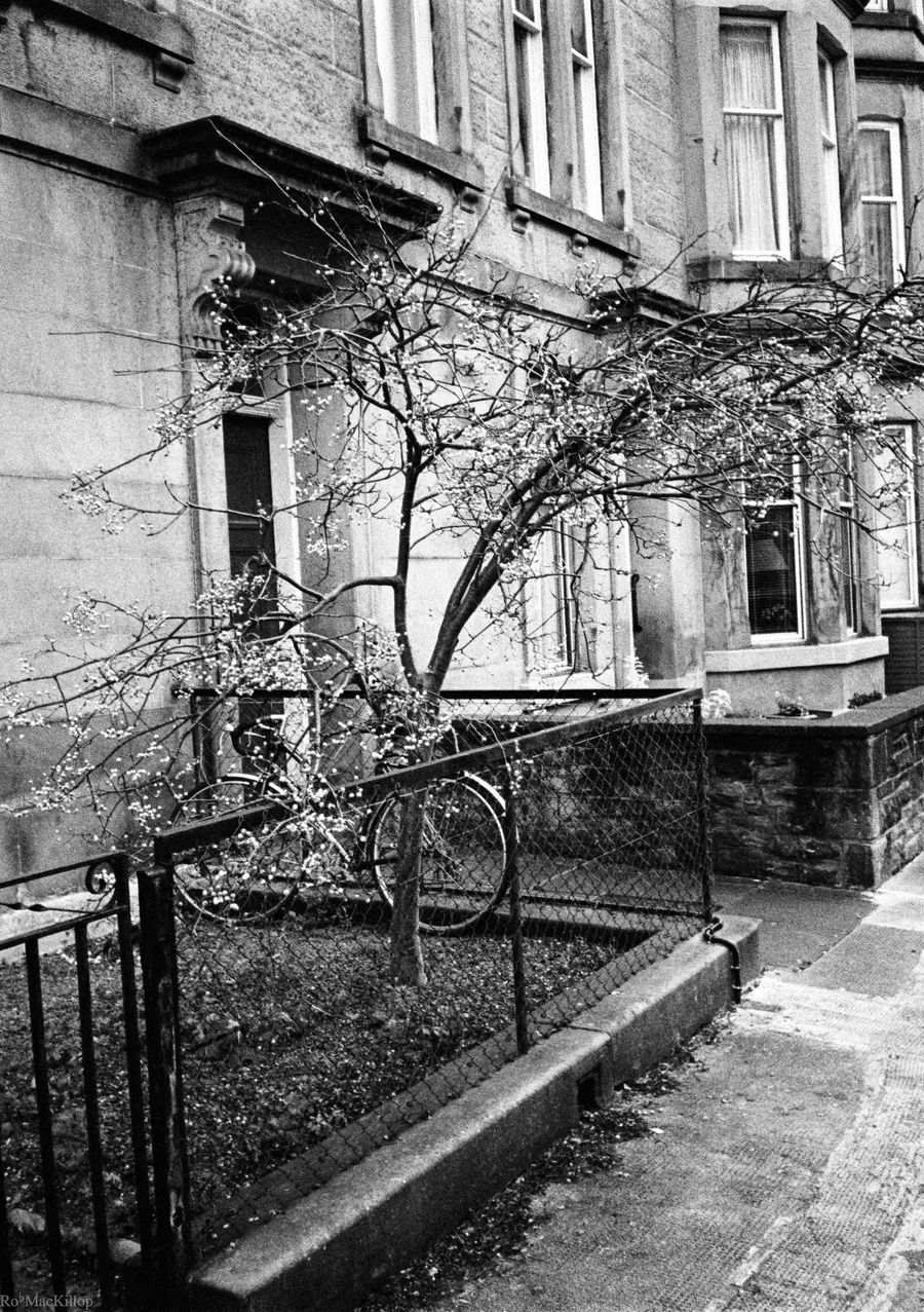 Bicycle Tree, Stockbridge, Edinburgh