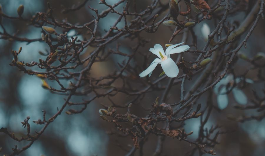 A single white flower