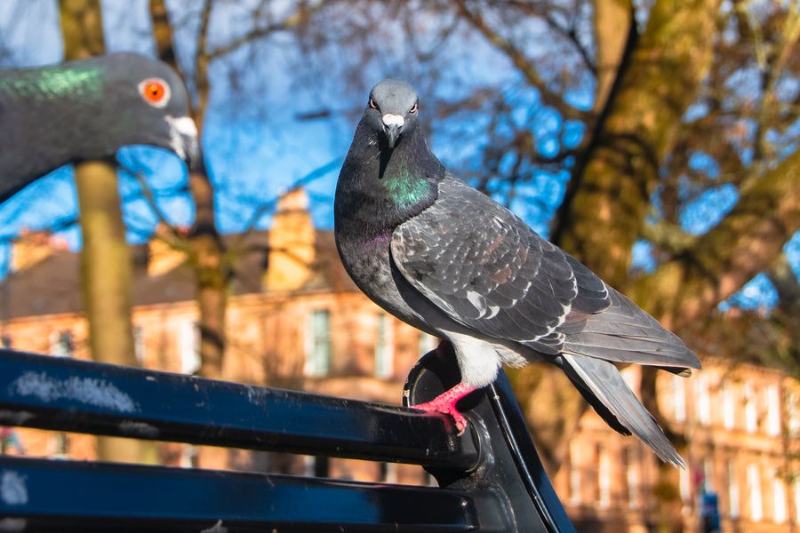 Pigeon Gang