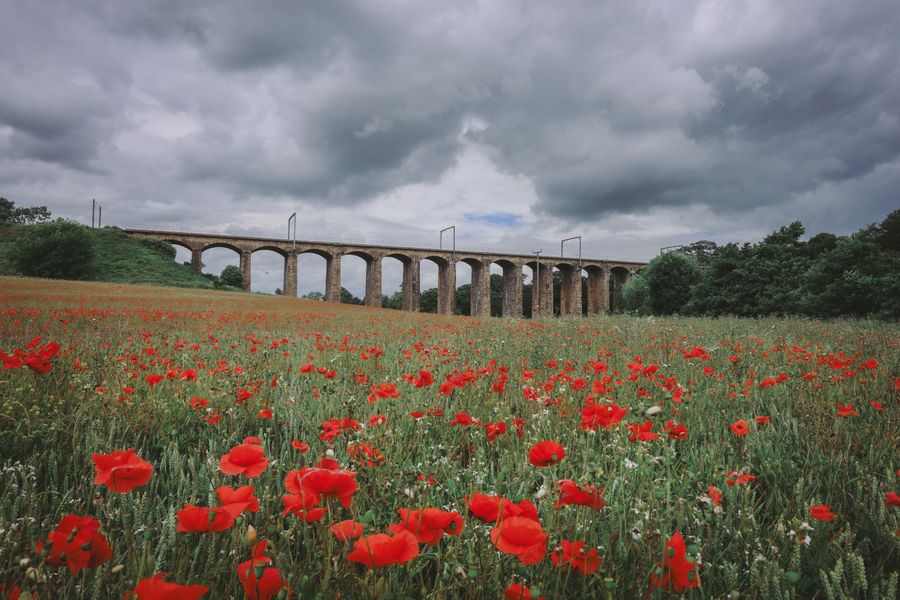 Poppy field at Lesbury Viaduct, Northumberland