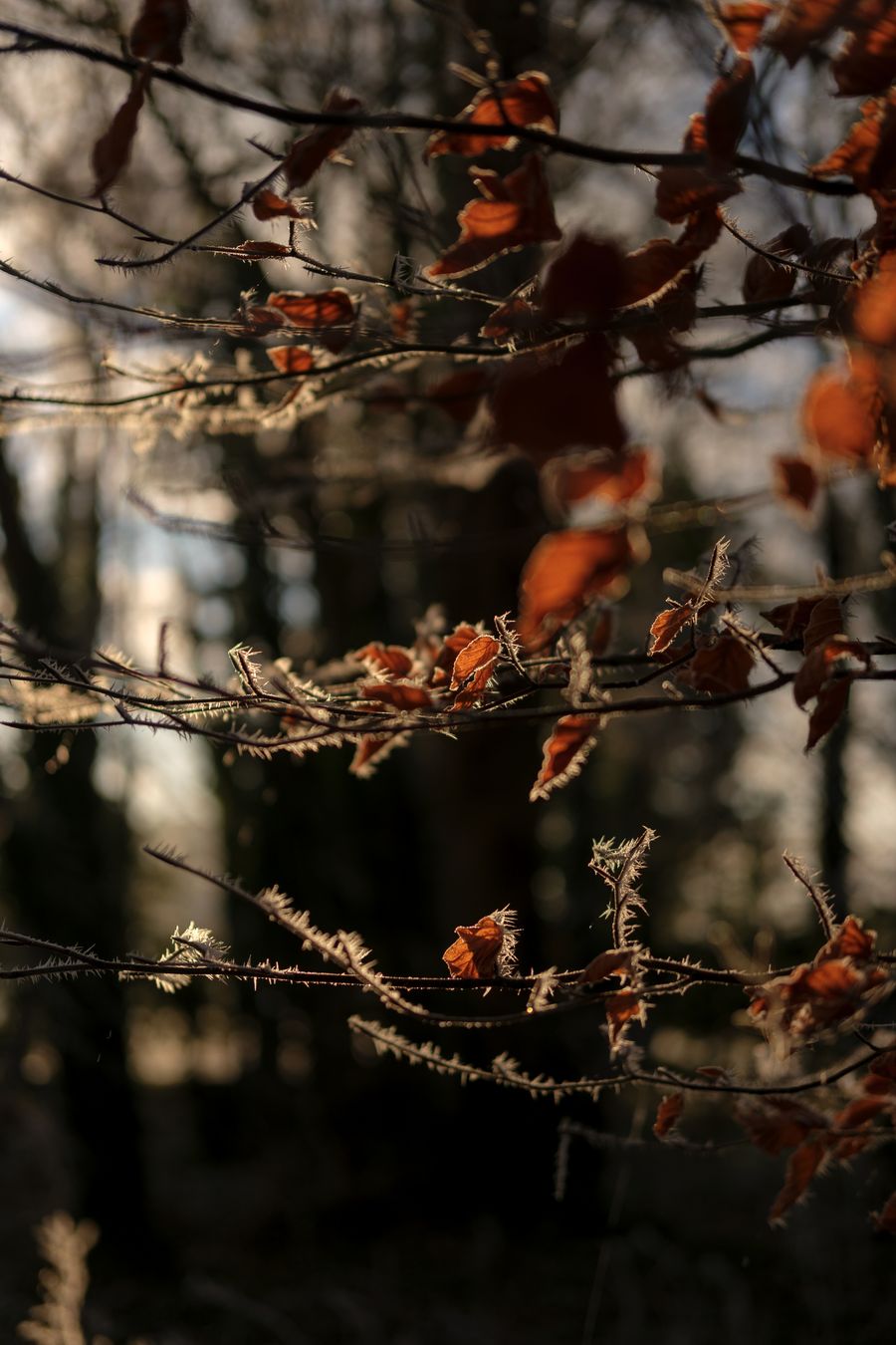 Frosty leaves