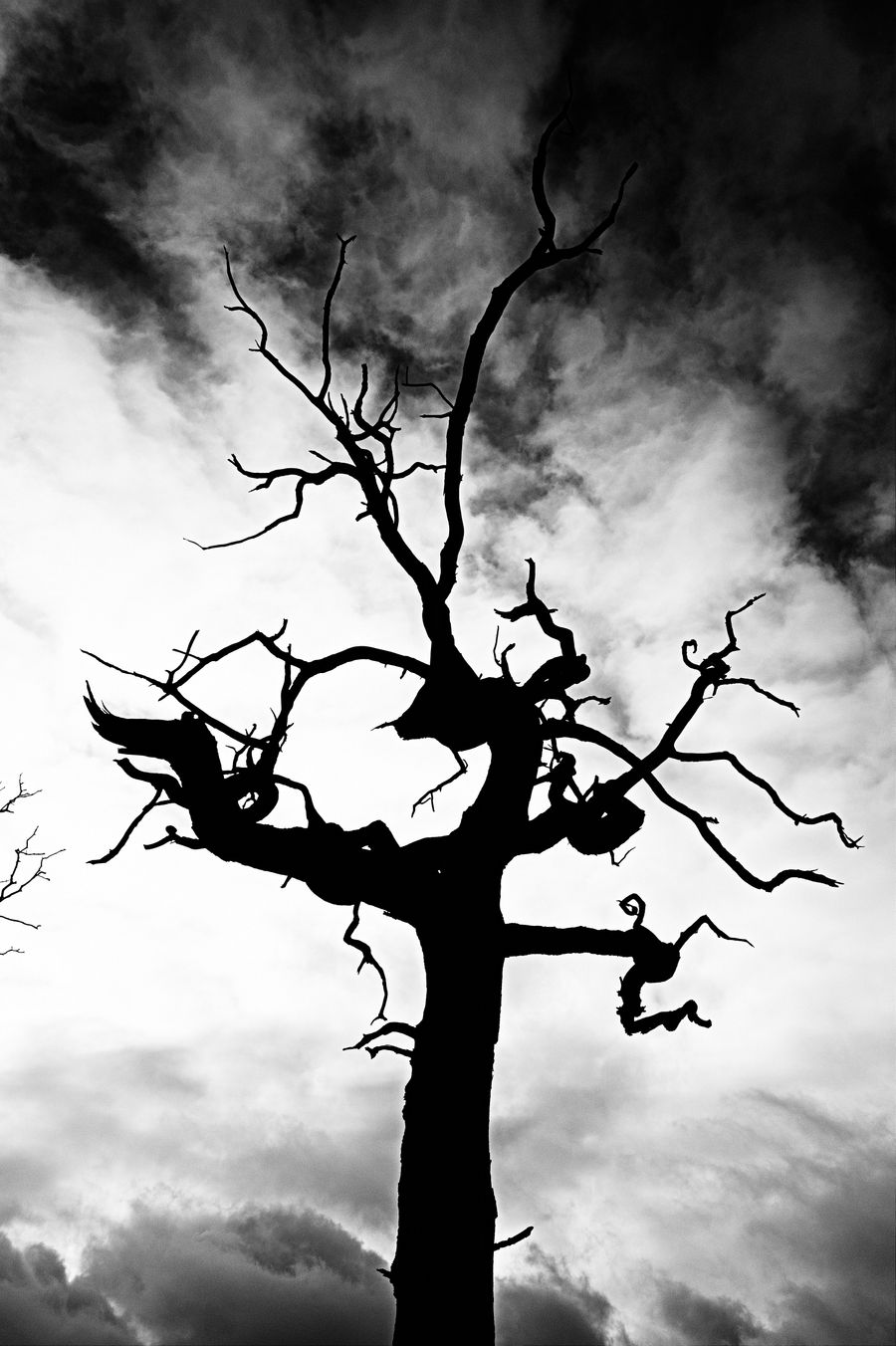 Wild-Dancing Tree
