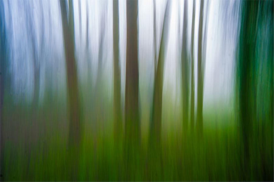 Impressionist Trees by Intentional Camera Movement