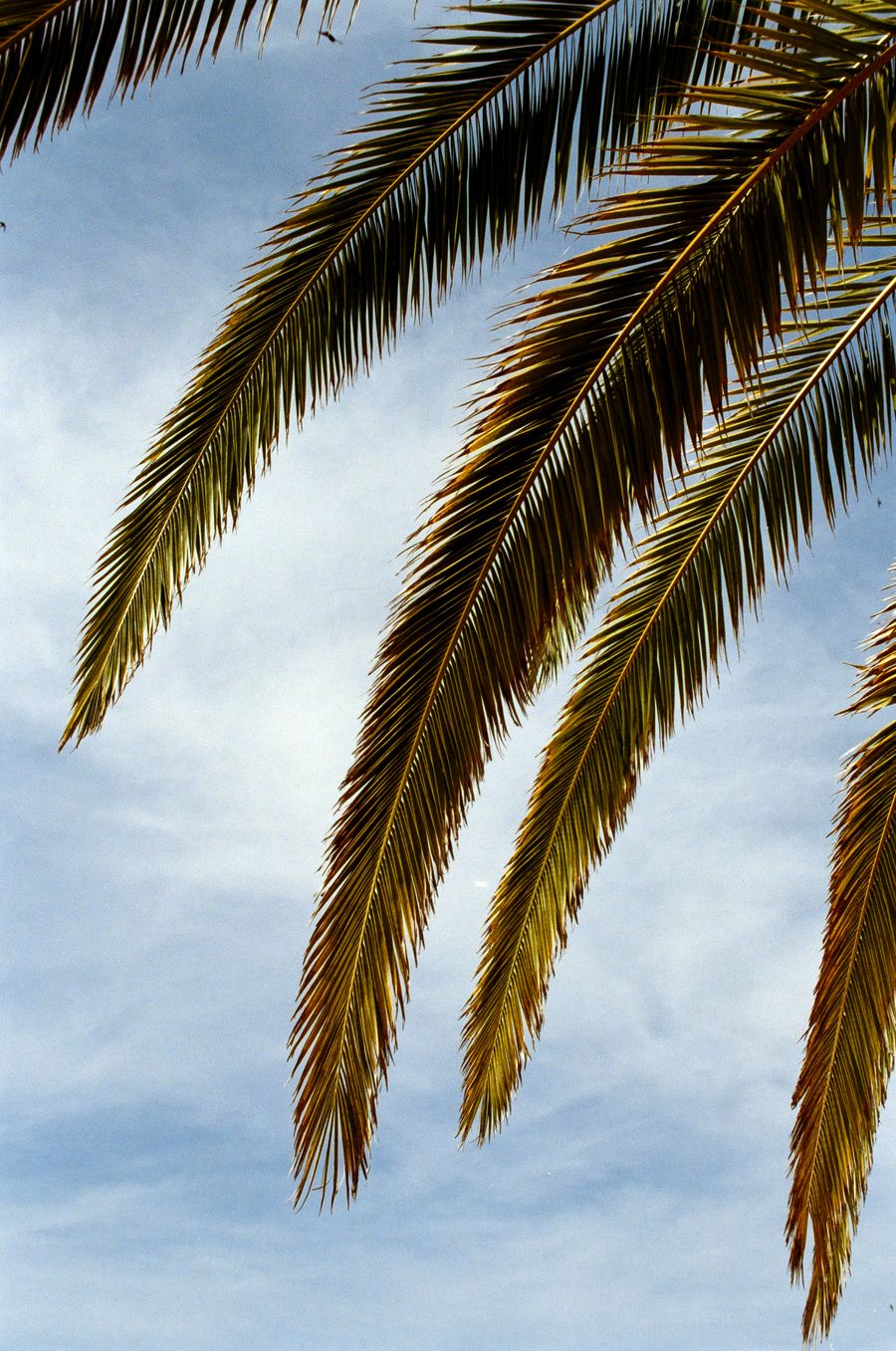 Palm tree in Portugal