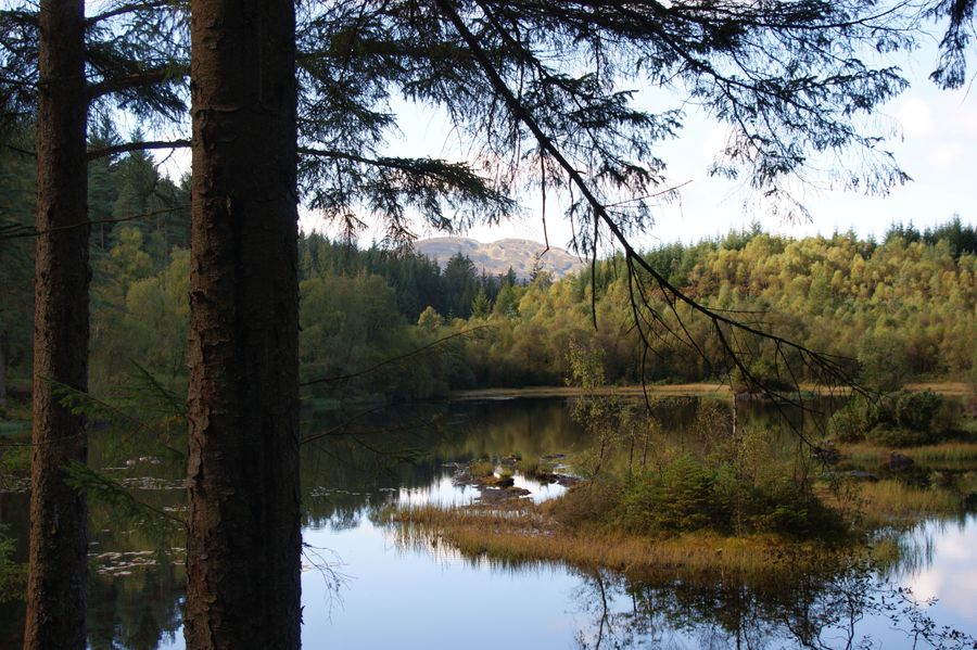 Woodland pond