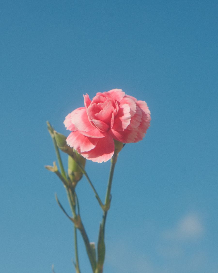 Carnation Skies