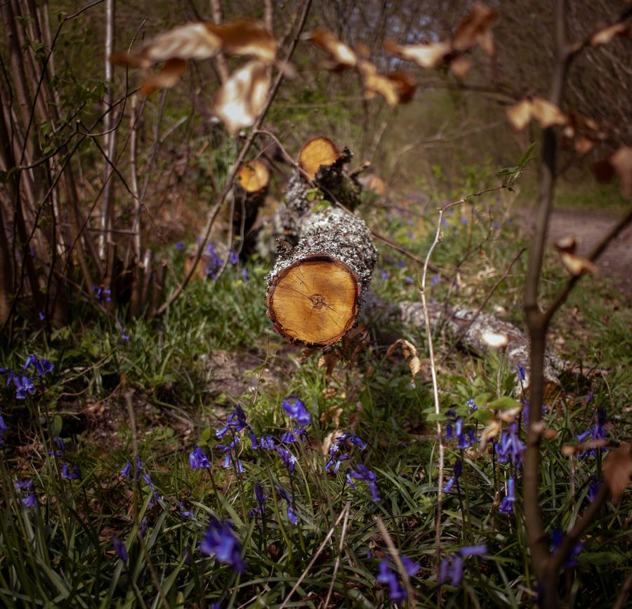 bluebells