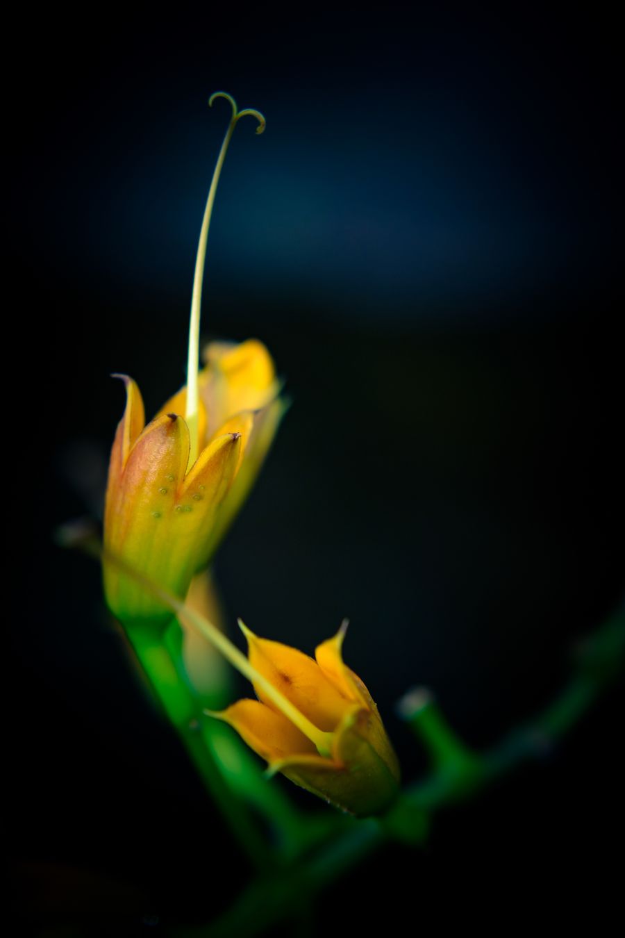 Spanish Yellow