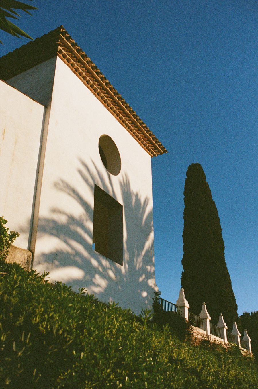 Palm Tree Shadow