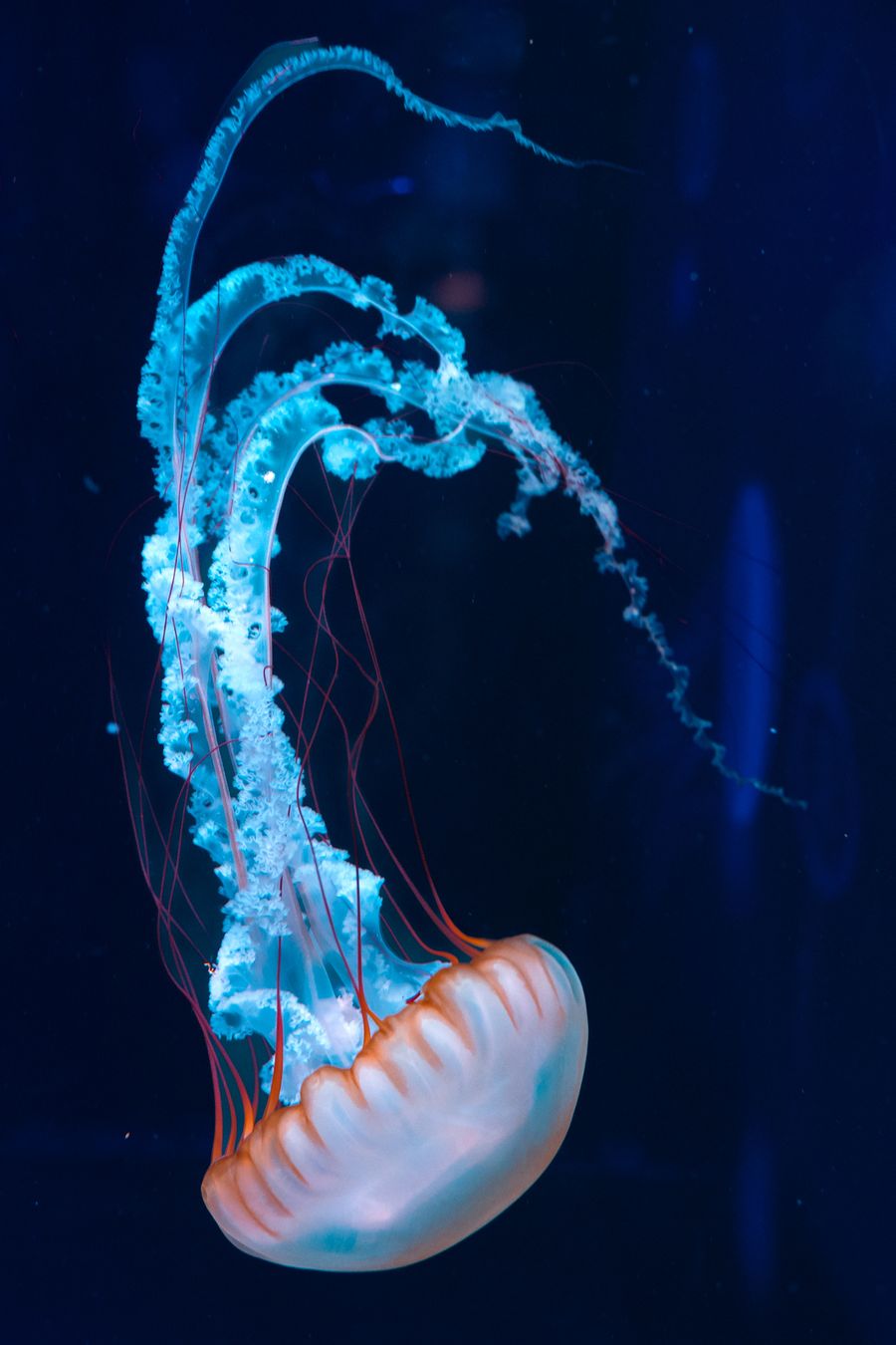 Jellyfish 2.0