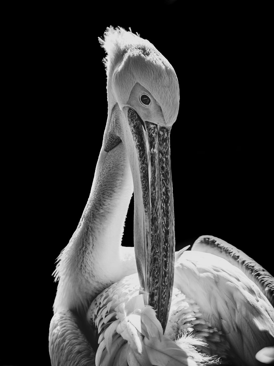 Monochrome Majesty