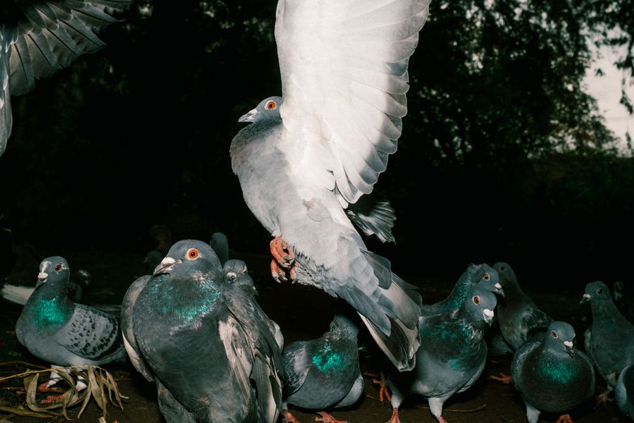 Birds #5
