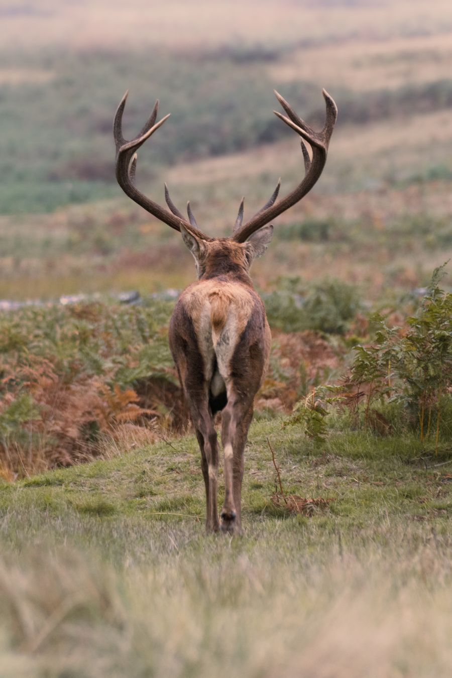 Red Stag